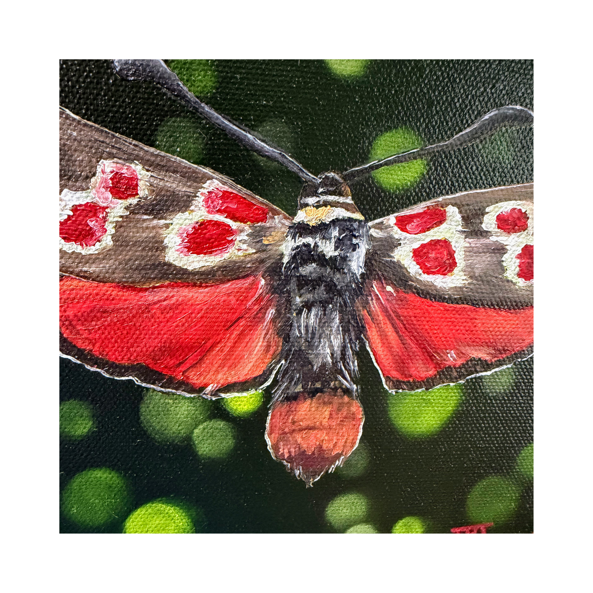 Lucy red white and brown moth 8" original oil painting on round - detail of brushstrokes