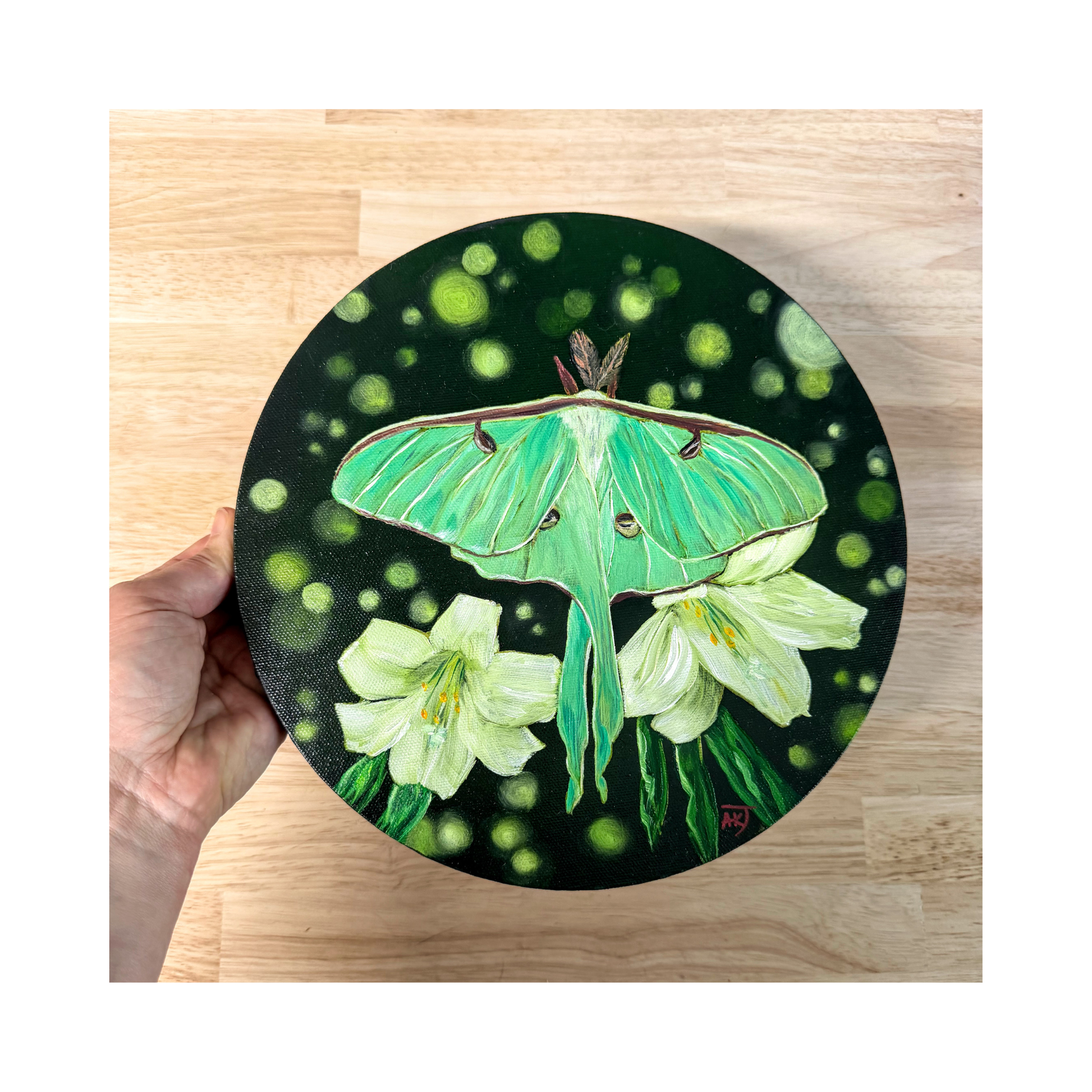 Luna moth sitting on white lilly flowers original oil painting on 10" round canvas top view
