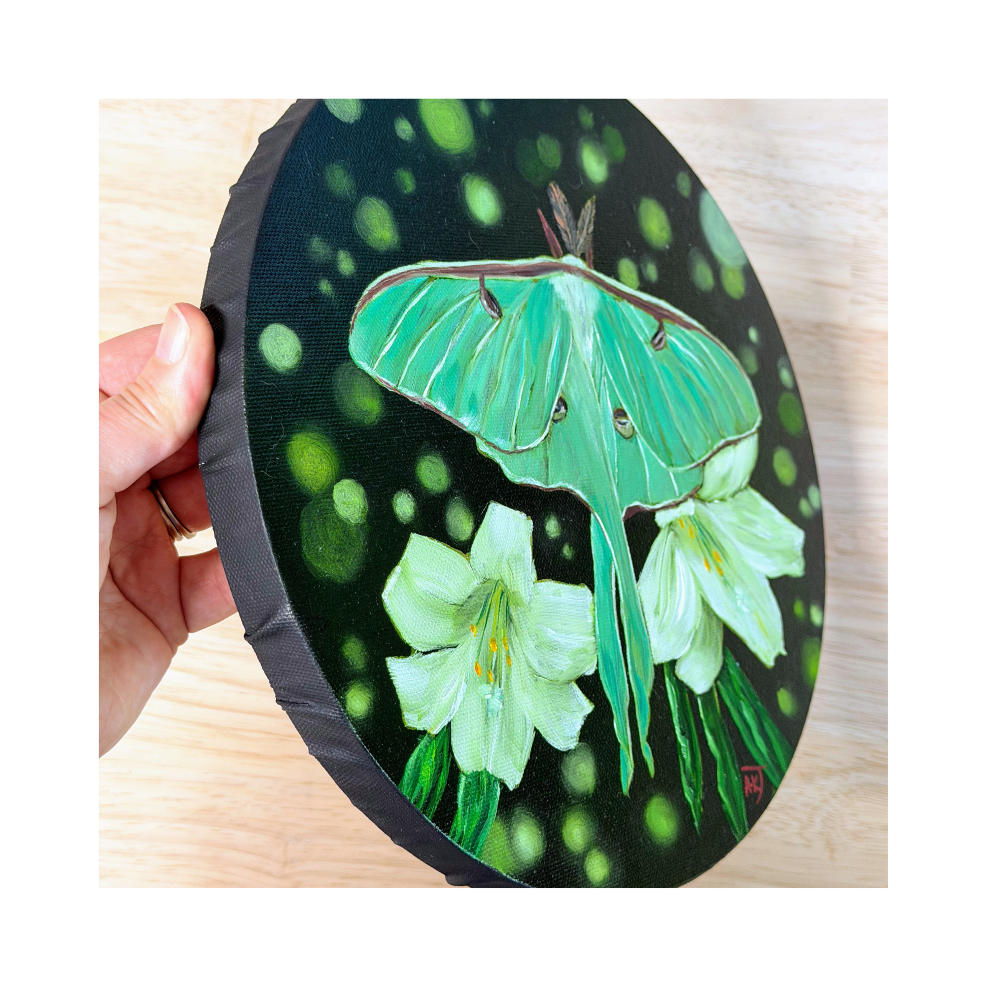 Luna moth original oil painting on 10" round canvas side view showing black edge