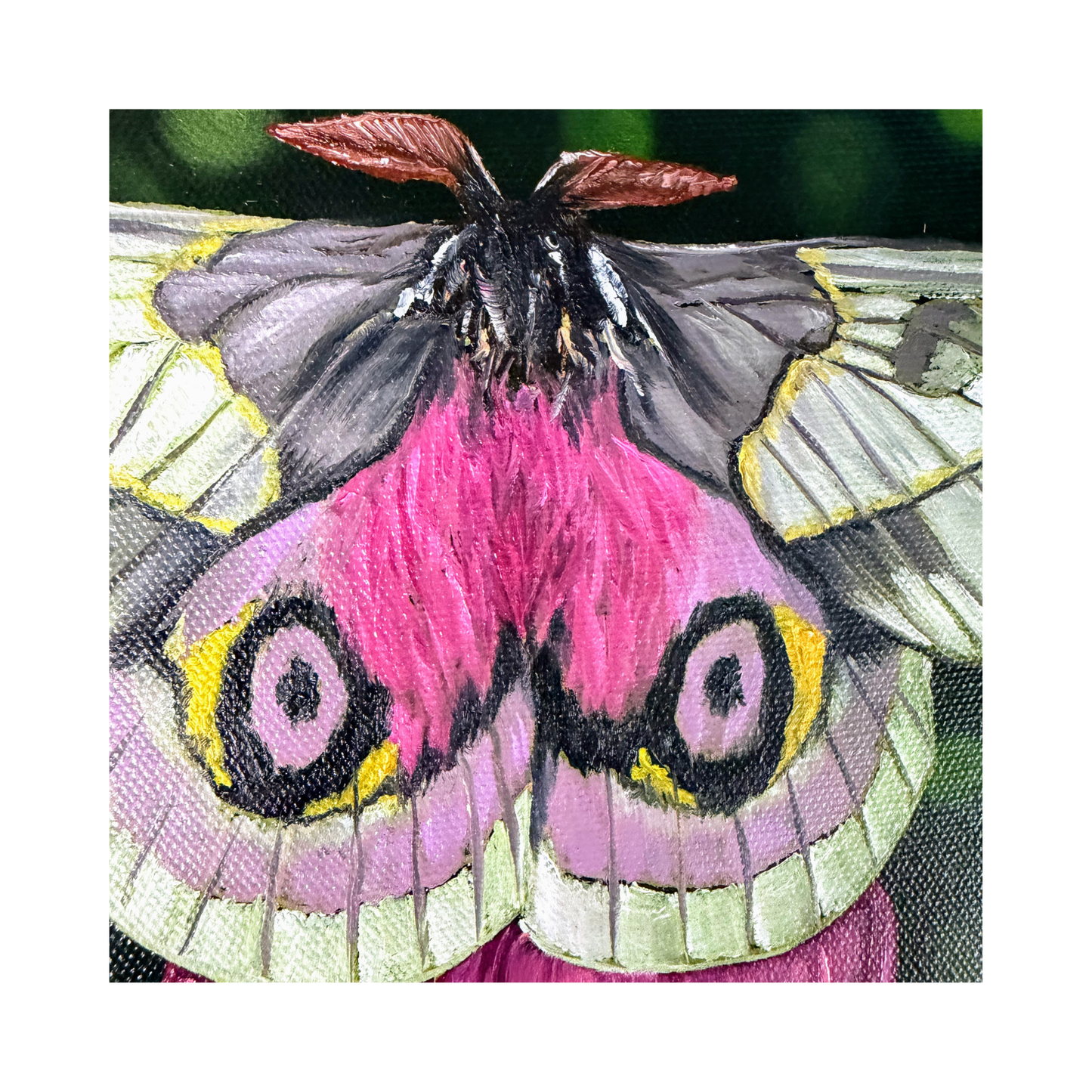  Original oil painting of a white and pink moth on a 12" round canvas - detail view of the moth body