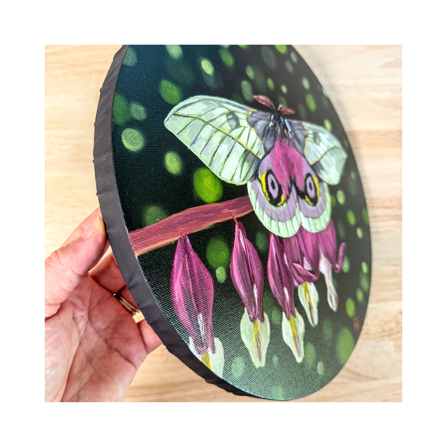 Original oil painting of a white and pink moth on a 12" round canvas - side view showing black edge
