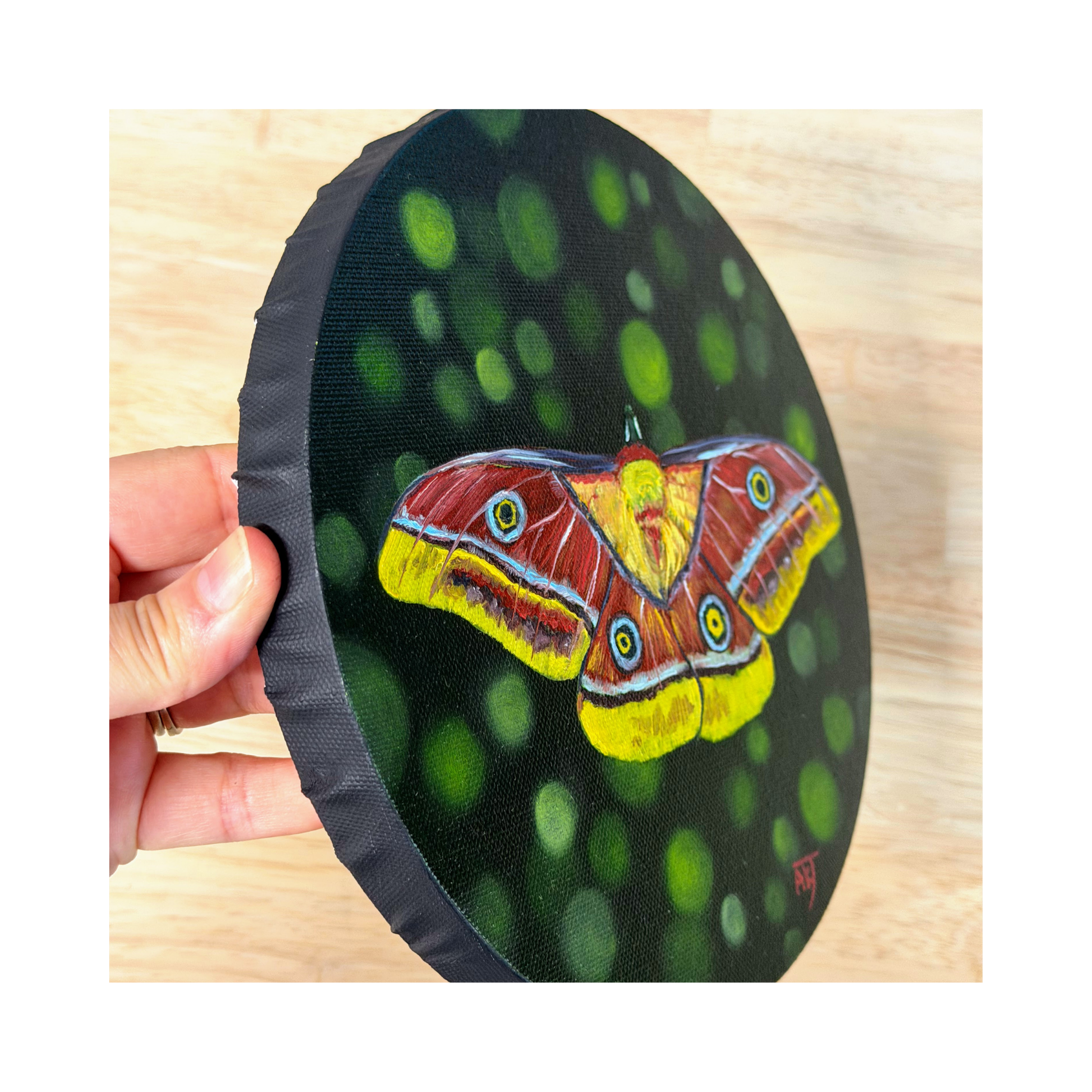 Tina yellow and red moth 8" original oil painting on round canvas side view shwoing black edge
