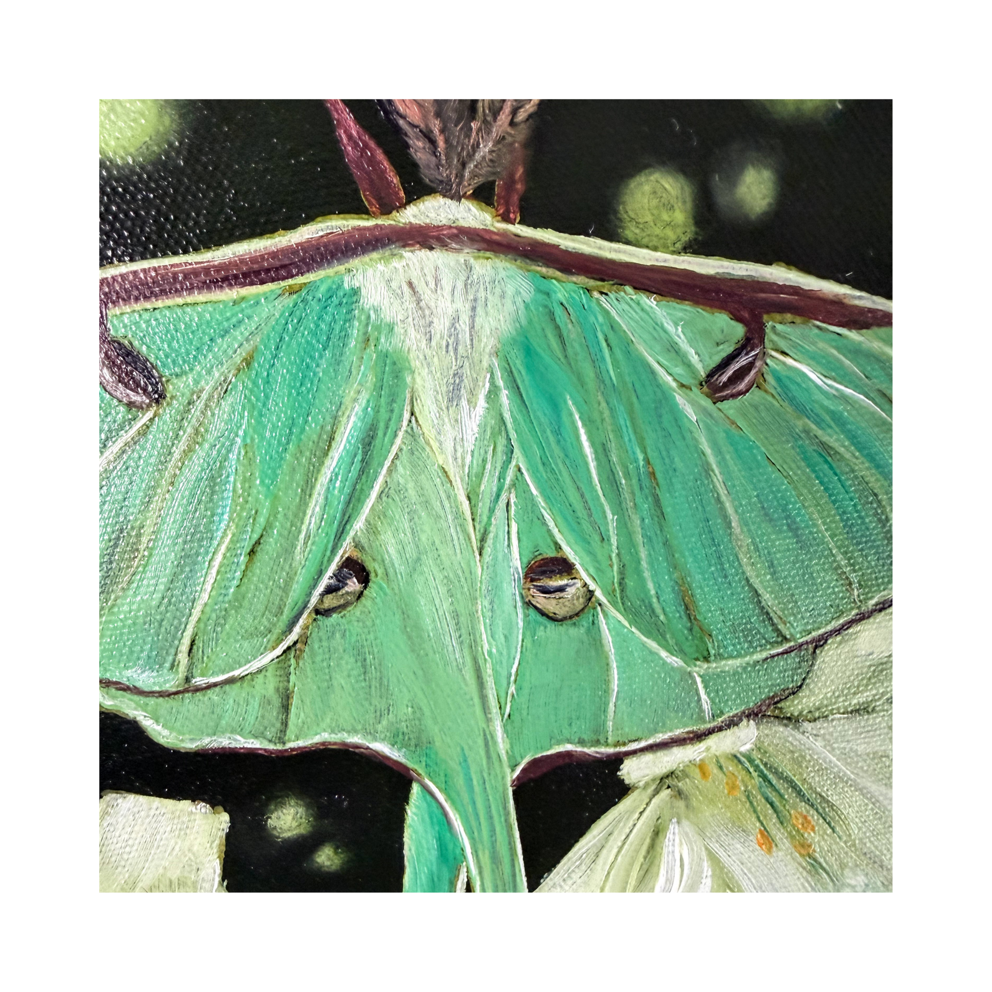 luna moth original oil painting on canvas - close up shot of the moth